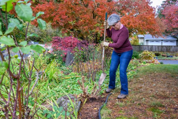 Cost of Dead Bush Removal in Lodi
