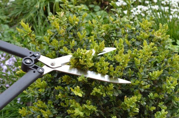Cost of Boxwood Trimming in Lodi