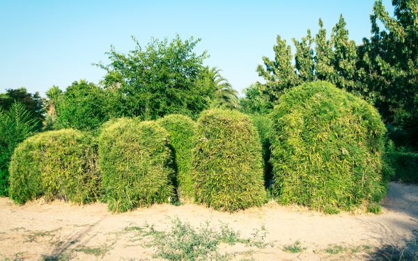 Cost of Bamboo Hedge Removal in Lodi