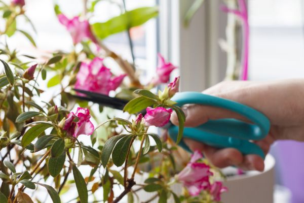 Azalea Pruning in Lodi