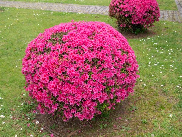 Cost of Rhododendron Pruning in Lodi