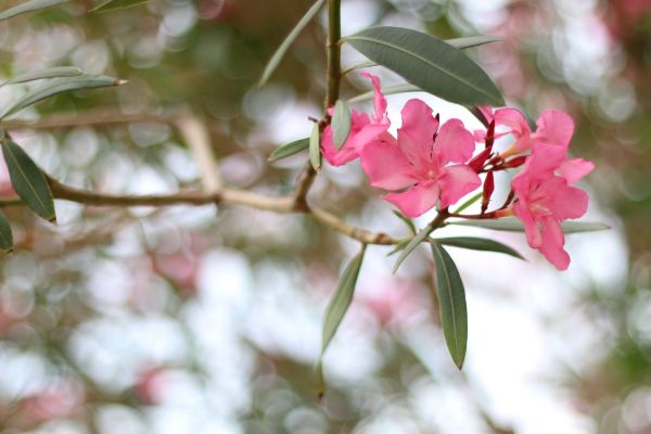 Cost of Oleander Removal in Lodi