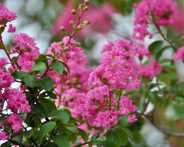 Cost of Crepe Myrtle Removal in Lodi