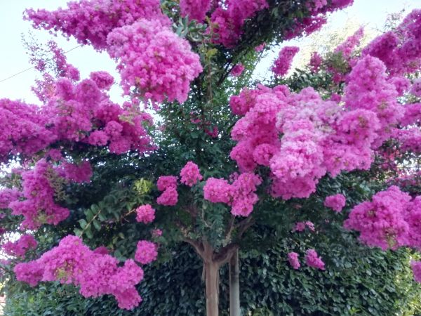 Cost of Crape Myrtle Pruning in Lodi
