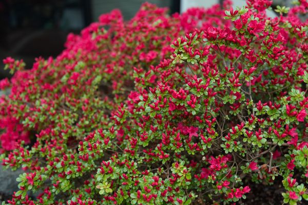Cost of Weigela Removal Service in Lodi