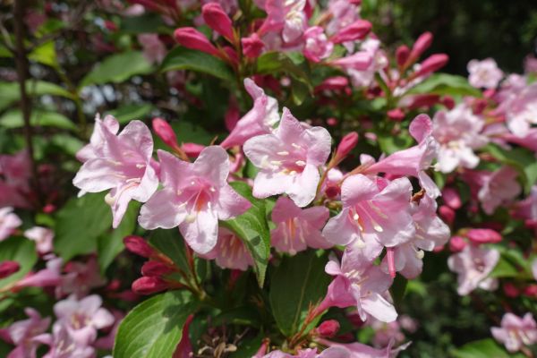 Cost of Weigela Pruning Service in Lodi