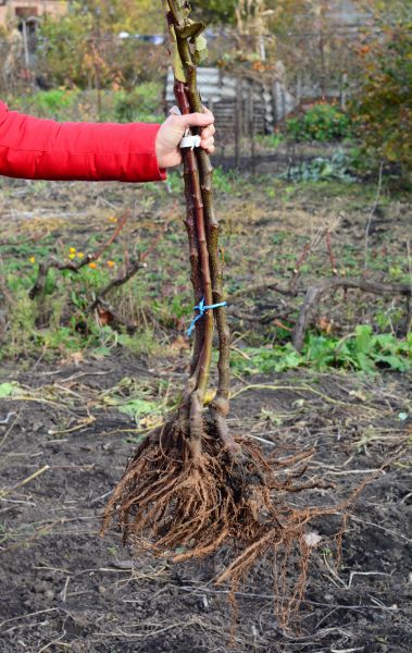 Cost of Shrub Root Removal in Lodi