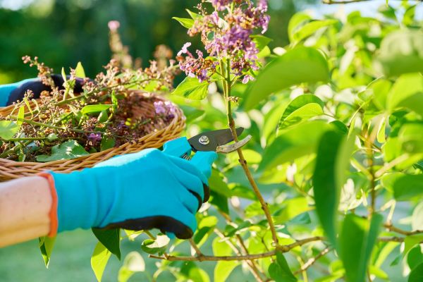 Cost of Lilac Trimming Service in Lodi