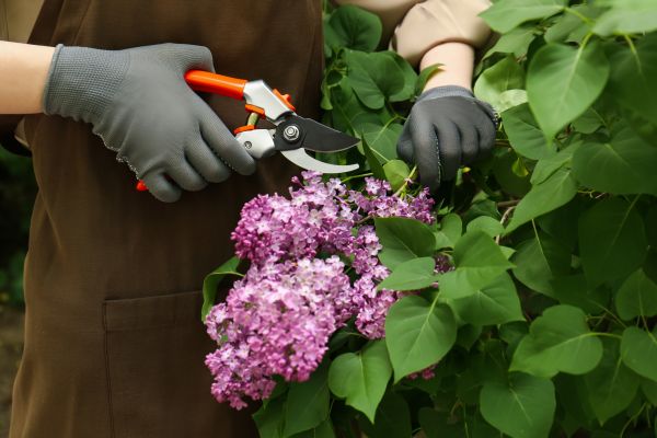 Cost of Lilac Pruning Service in Lodi