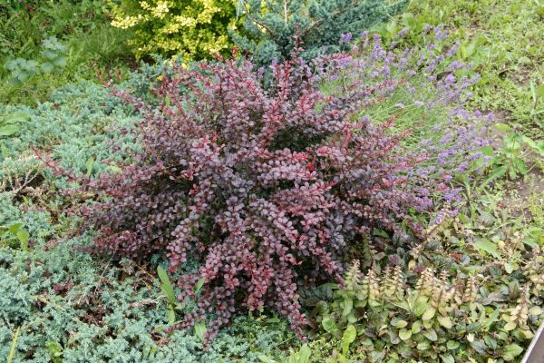 Cost of Japanese Barberry Removal in Lodi