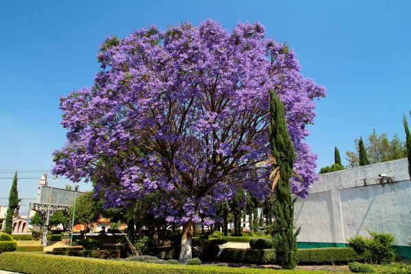 Cost of Jacaranda Pruning in Lodi