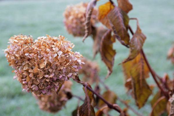 Cost of Hydrangea Removal in Lodi