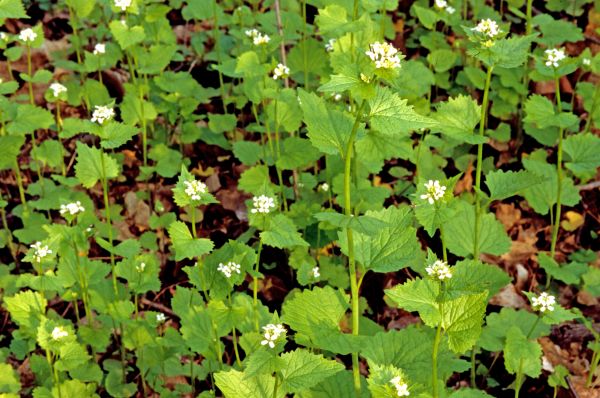 Cost of Garlic Mustard Removal in Lodi