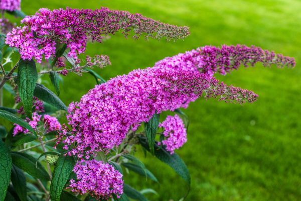 Cost of Butterfly Bush Removal in Lodi
