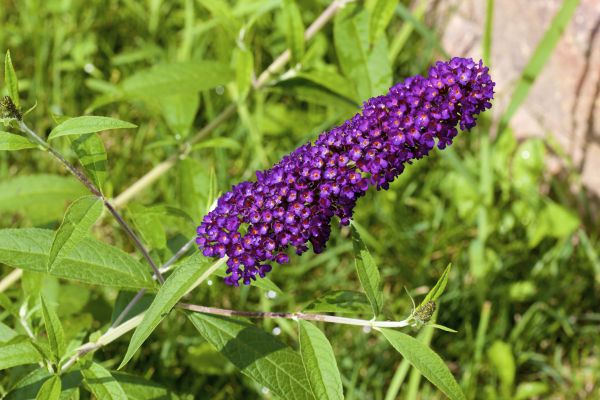 Butterfly Bush Pruning in Lodi