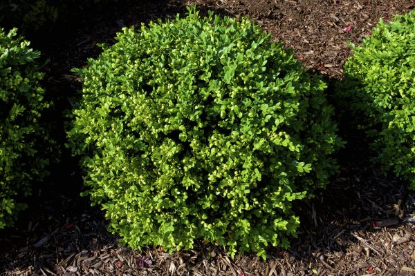 Cost of Boxwood Removal in Lodi