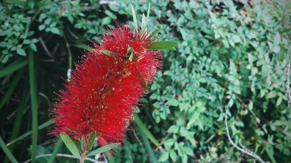 Cost of Bottlebrush Pruning in Lodi