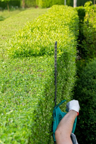 Hedge Trimming in Lodi