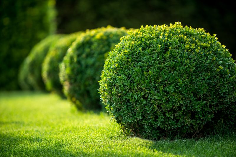 Lodi Residential Shrubs